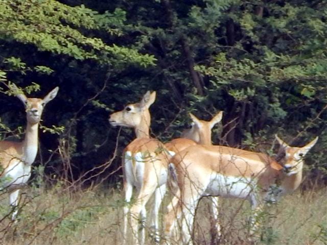 Reindeer are dying of thirst , how perfect environment
