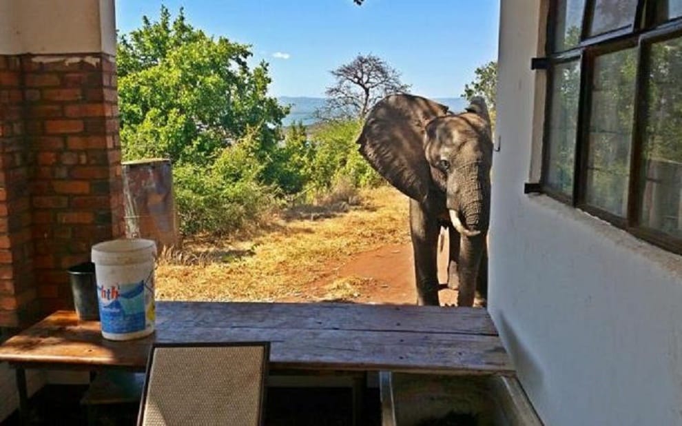Elephant smashed the walls of three houses