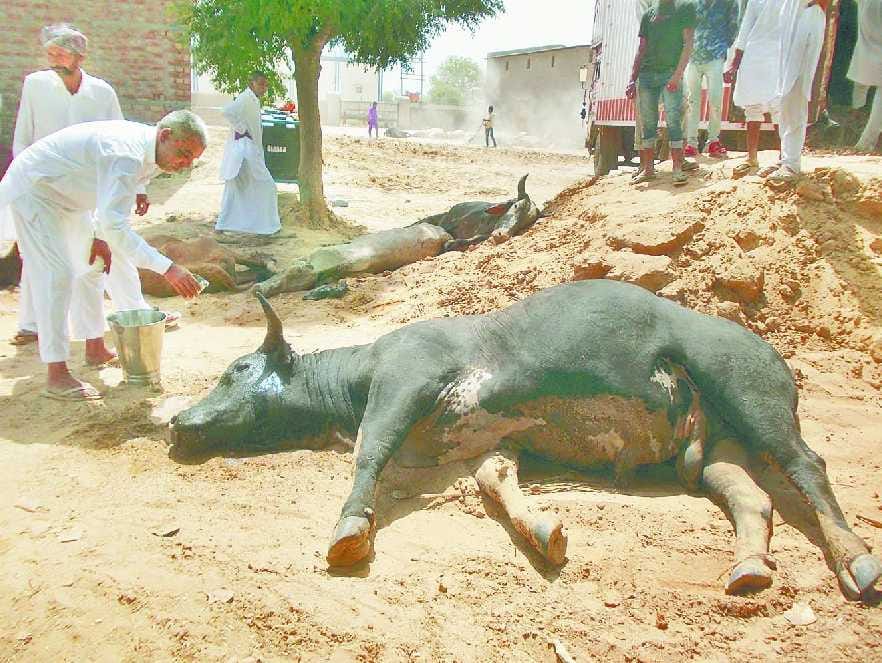 Sirsa News, Hindi News, Crime, Container, Cow, Dead, Goraksha, Sirsa