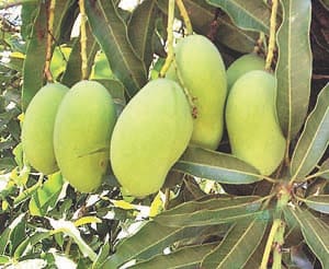mango rate down in other state