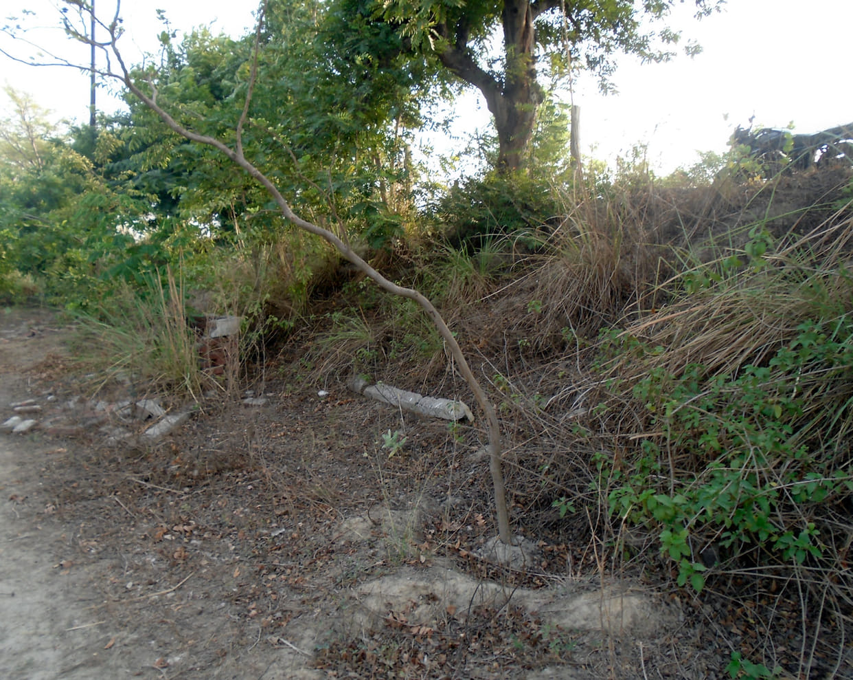 paanch saal mein rope 15 laakh paudhe lekin hariyaalee siphar