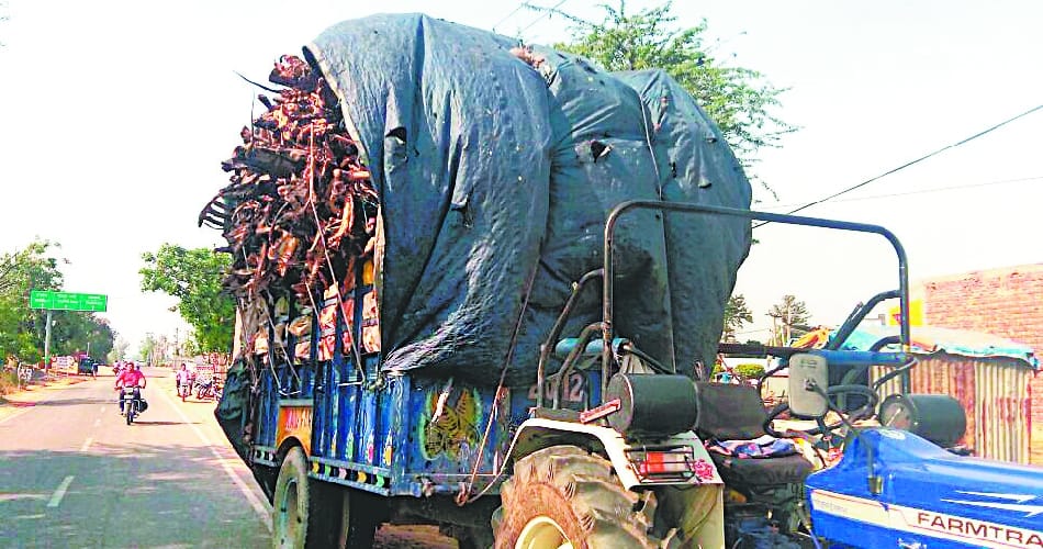 animal bones, trolly caught animal bones, barwala, panchkula police, panchkula