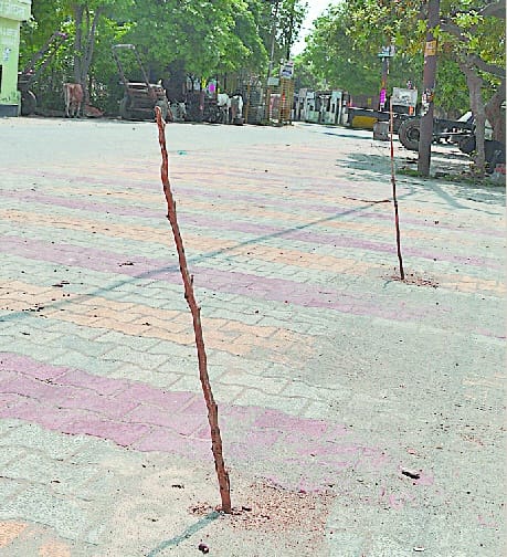 Dried plants, now municipality would probe