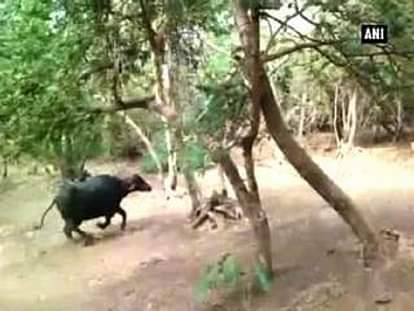 Law of jungle turns: Buffalo chases lioness in Gir 