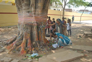 BANYAN tree worshiped