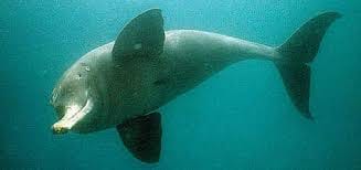 Gangetic dolphin in the woods breaking clan