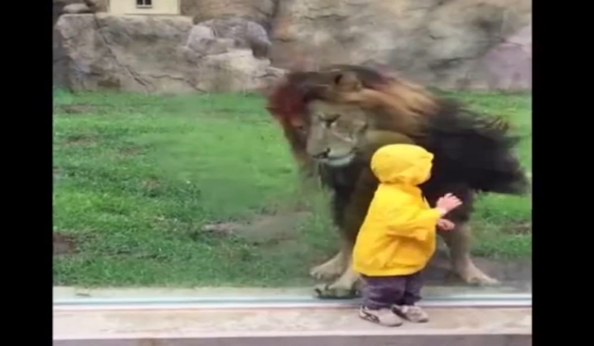  Viral Video: lion POUNCES at two-year-old boy in zoo after youngster turns his back 