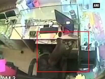 Thieving monkey caught on cam 