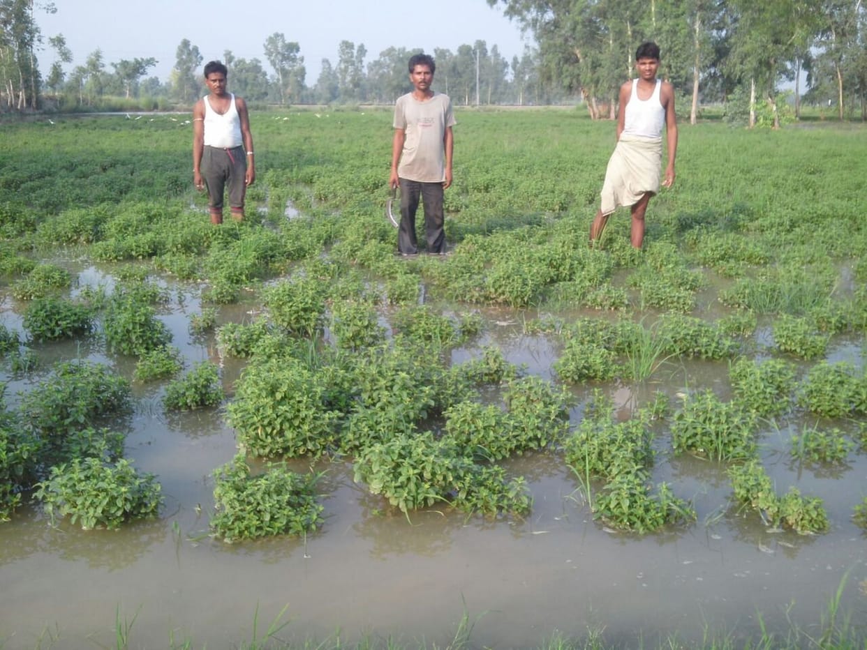 Minor cut again, 150 acres mentha waste