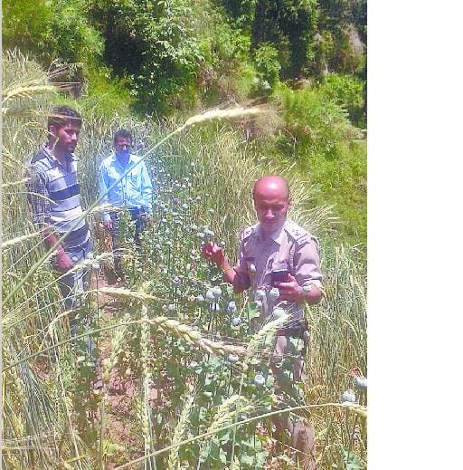 afeem cultivate in govt land