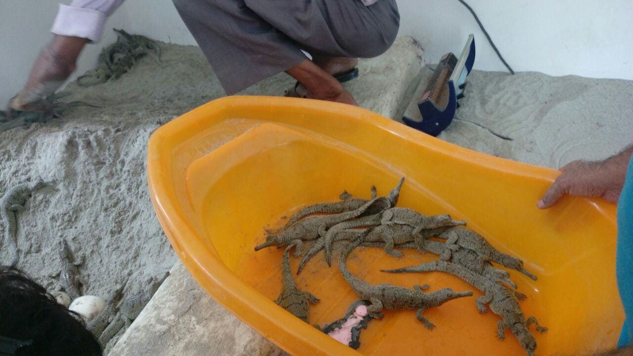 birth of crocodile.