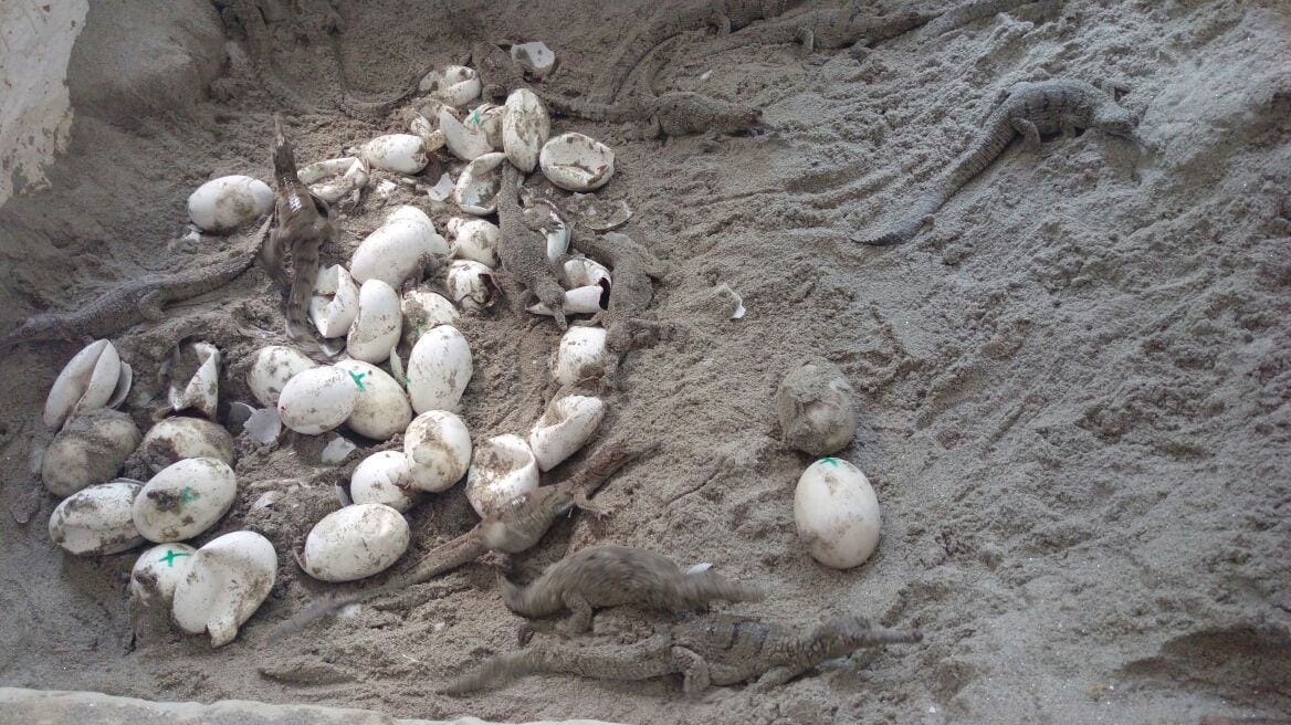 birth of crocodile.