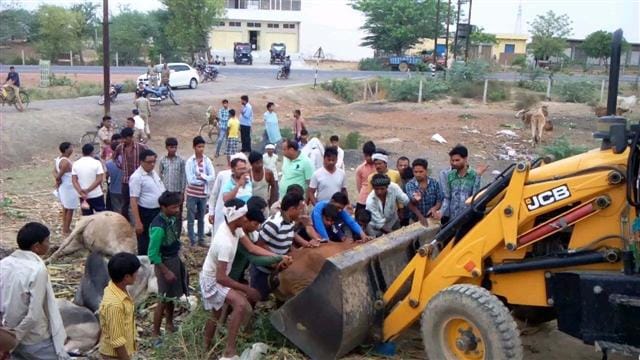 Full truck caught its progeny , three cows went dead
