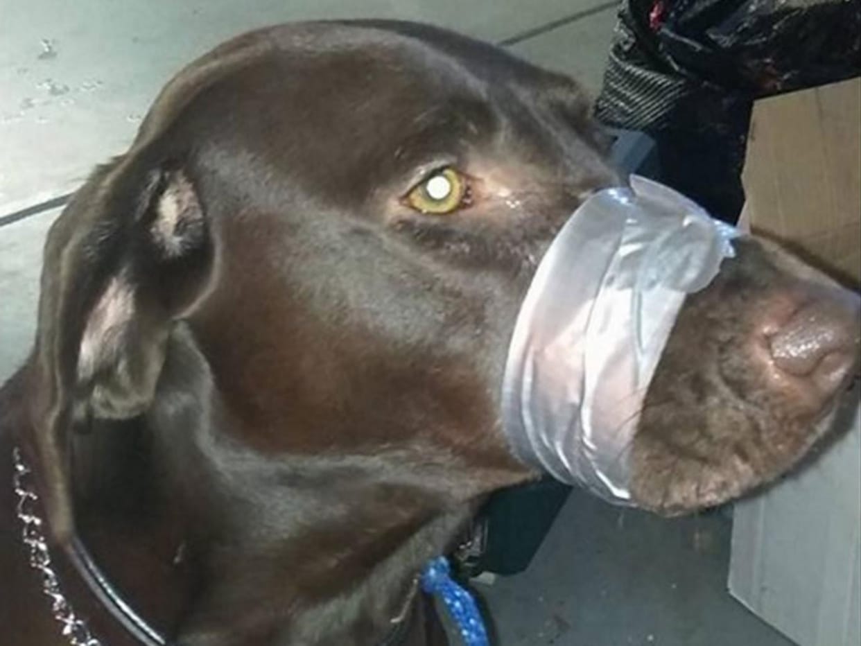 american girl sentenced 60 days jail for uploding taped dog's mouth shut picture