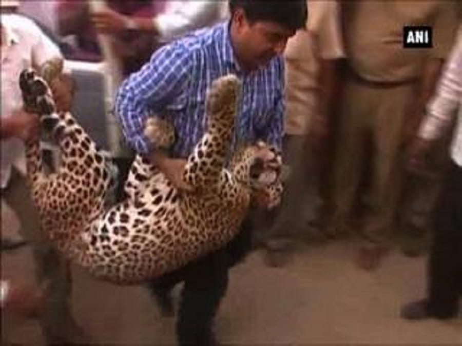 leopard killed two animals