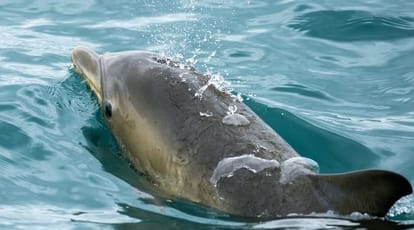 watch : man rescuing dolphin and it turned out to be a shark