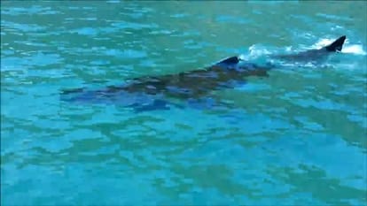 watch : man rescuing dolphin and it turned out to be a shark