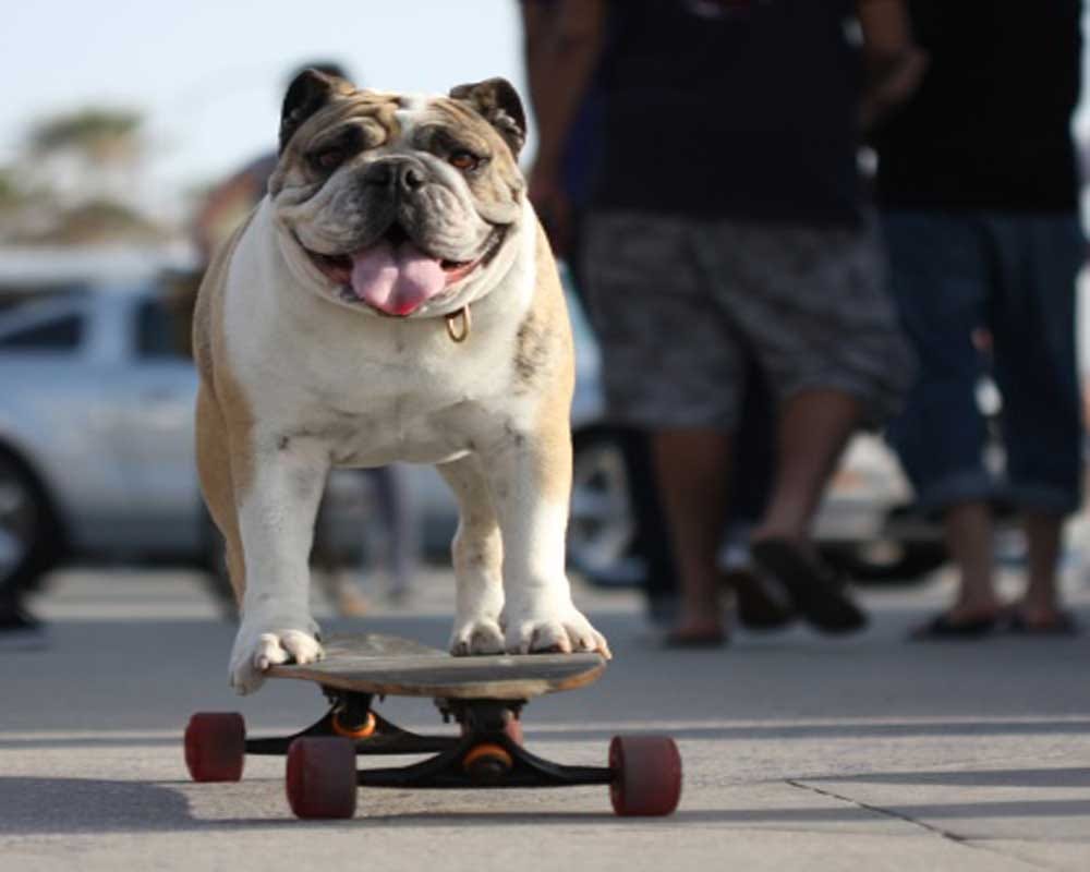  A French bulldog in London showed off his skating skills 