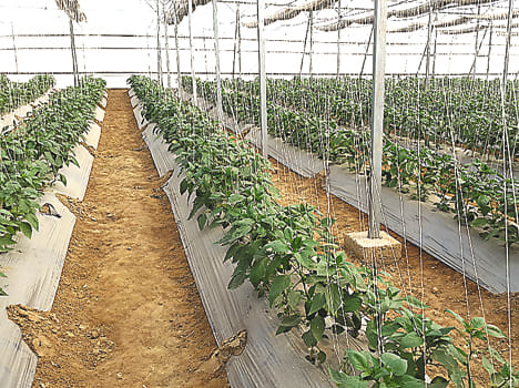 Israeli technology in the district would be more vegetables