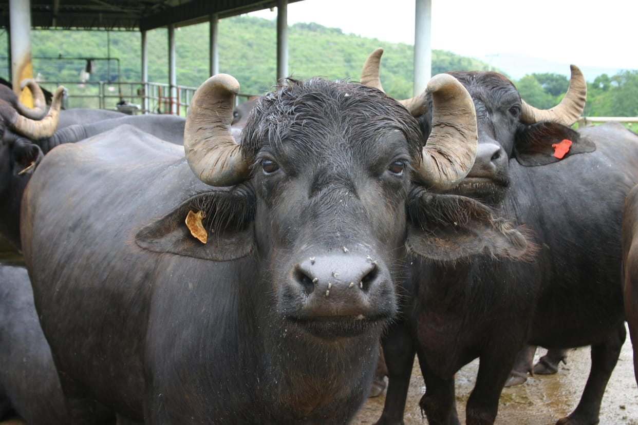 six more buffalo died in ndri karnal