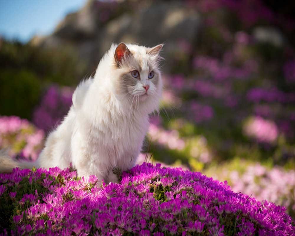 Cats are beneficial to our health