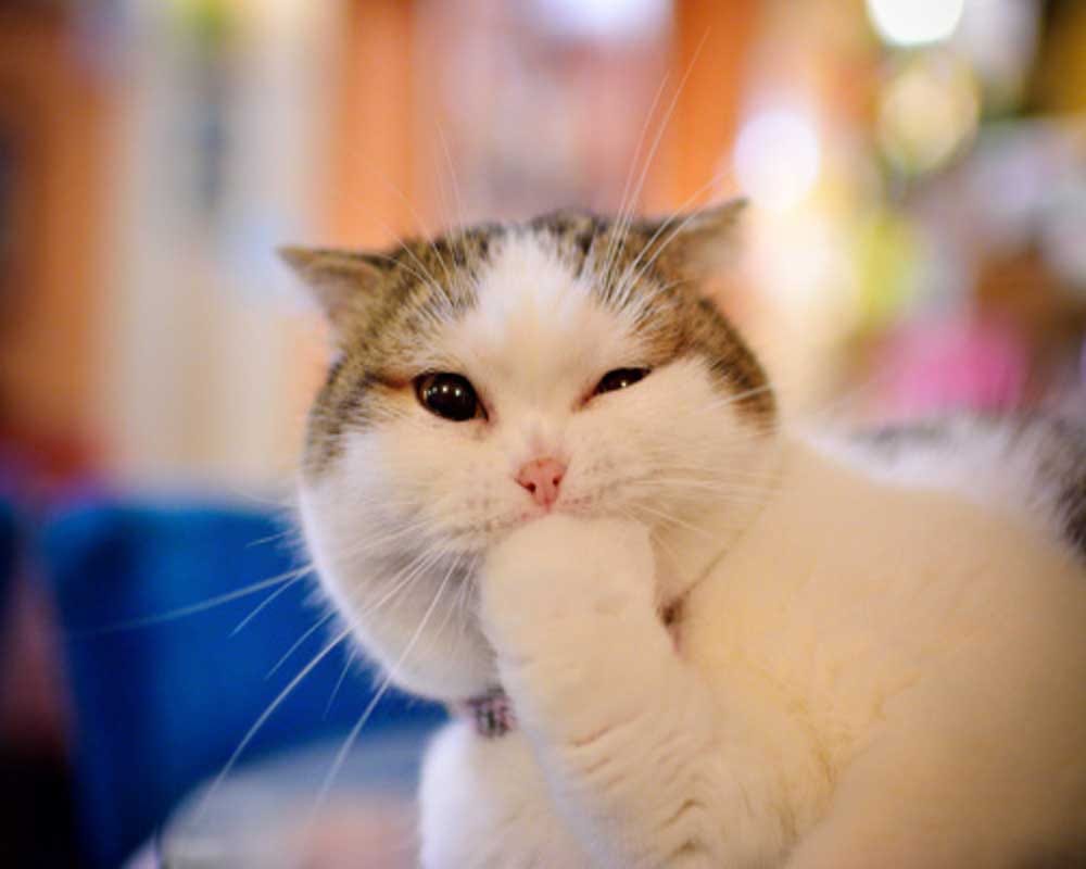 Cats are beneficial to our health