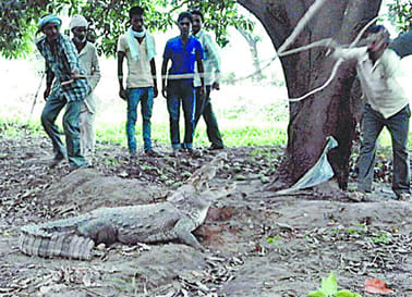 Crocodile grabs forest guard