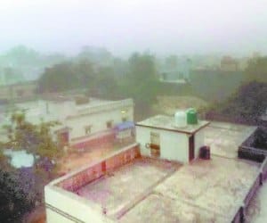 Sullen tree in strong winds, flew shedding, power cuts