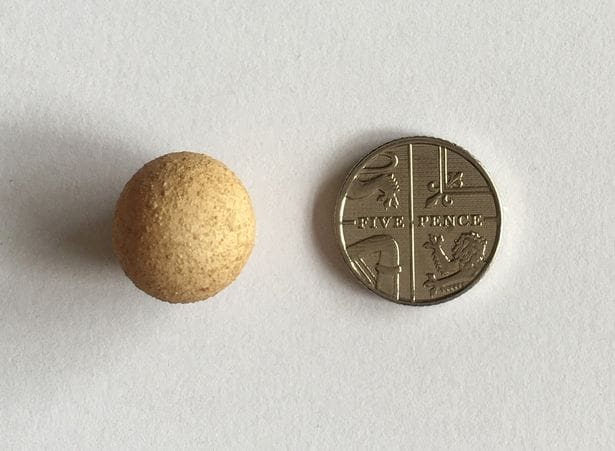 orld's SMALLEST egg 