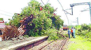 Railway track disrupted by falling tree
