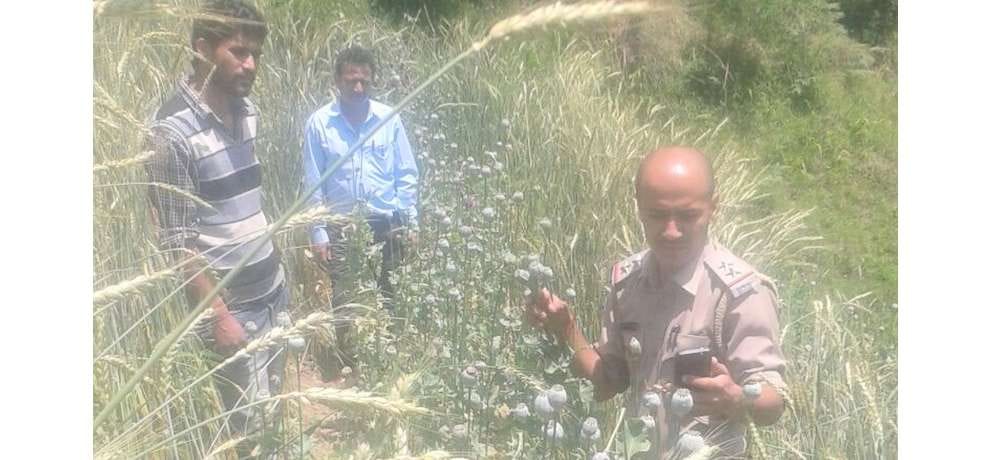 illegal cultivation of opium in mandi