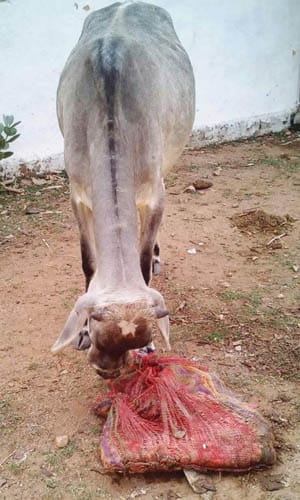 ration aaloo