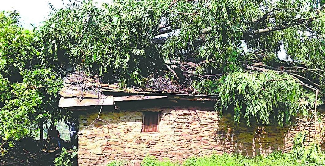 Fallen tree in storm two houses, the roof collapsed