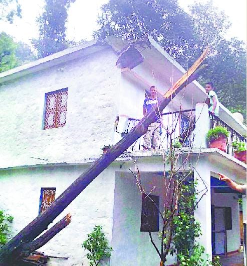 Tun linter damaged by falling tree