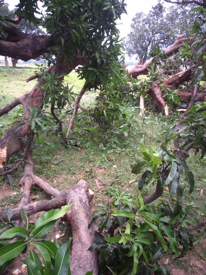  tree fall on old man, died