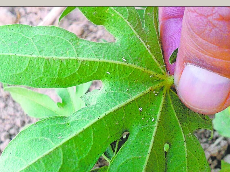 white fly, cotton crop, Agriculture, pau, ludhiana