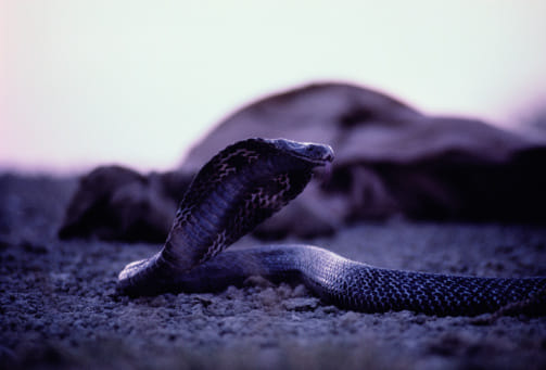 name and types of cobra according to puran and shastra