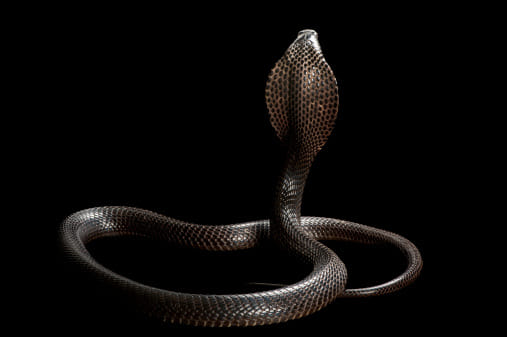 name and types of cobra according to puran and shastra
