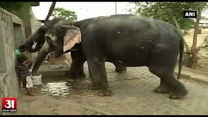 Elephants go thirsty after acute water crisis