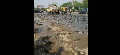 fell fishes on NH-24, jam on highway