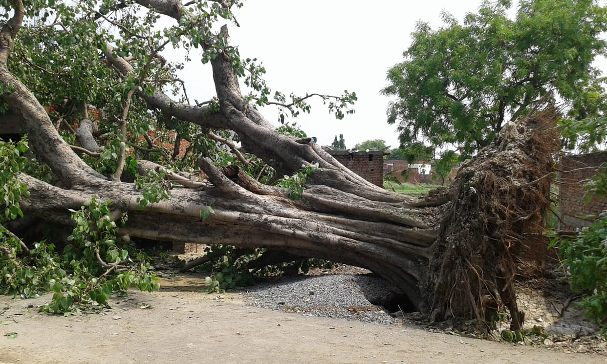 Man buried dead tree
