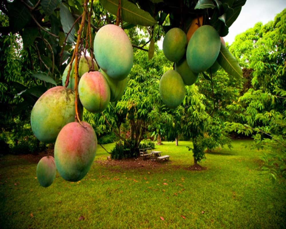 pinjaur mango mela, ambala mango, ambala