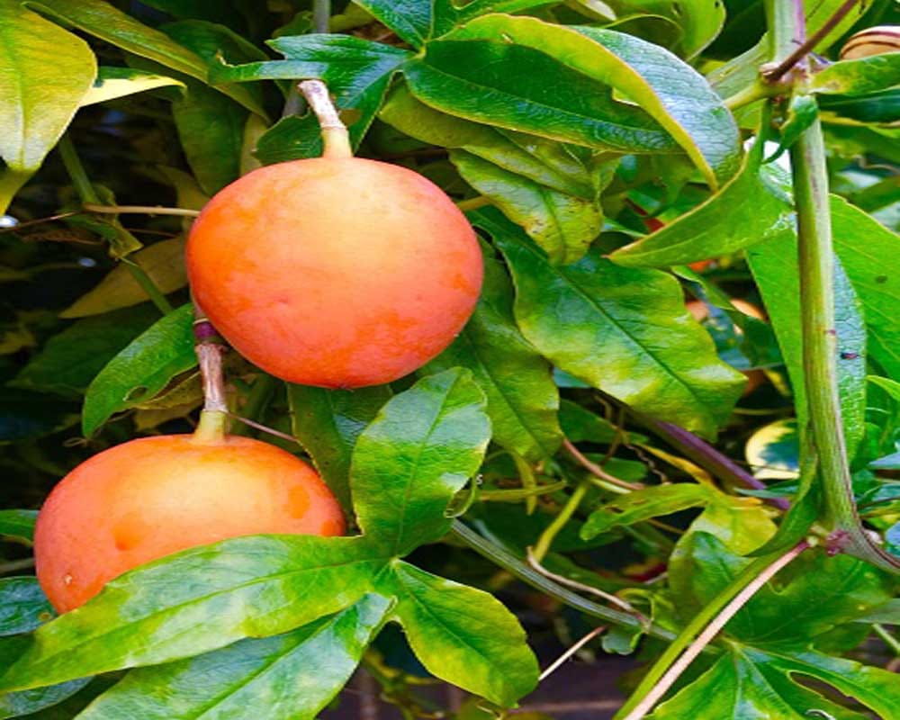 be aware of purchasing mango from market, mango cooked by chemical may be dangerous