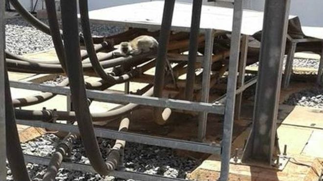 Kenya nationwide blackout caused by rogue monkey