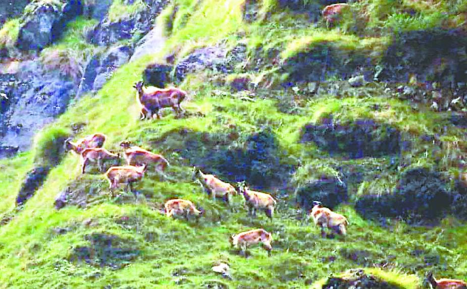 Yarsaganbu seekers went down for fear of wild animals