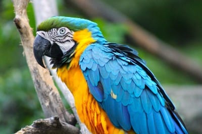 For the first time in court testimony in the murder will parrot