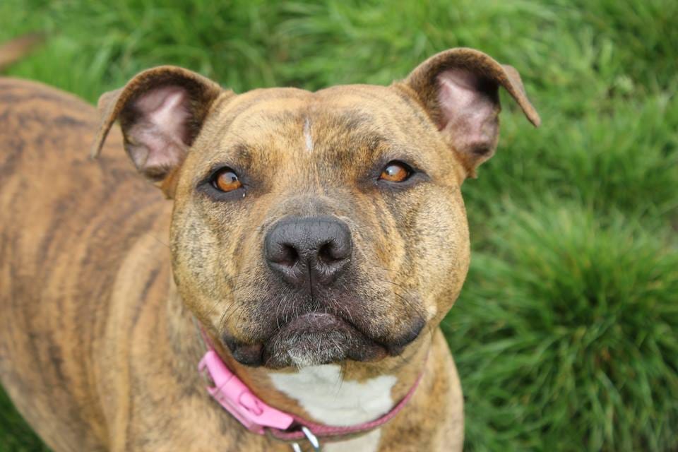 Britain's loneliest dog freya got a role in Transformers 5