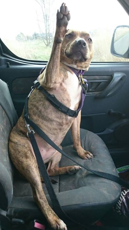 Britain's loneliest dog freya got a role in Transformers 5