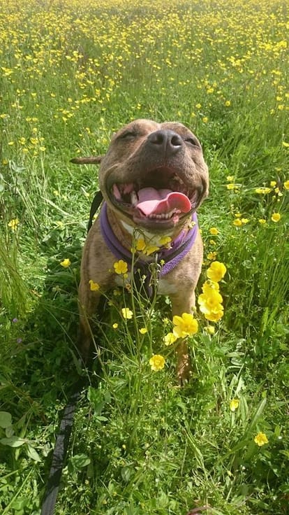 Britain's loneliest dog freya got a role in Transformers 5