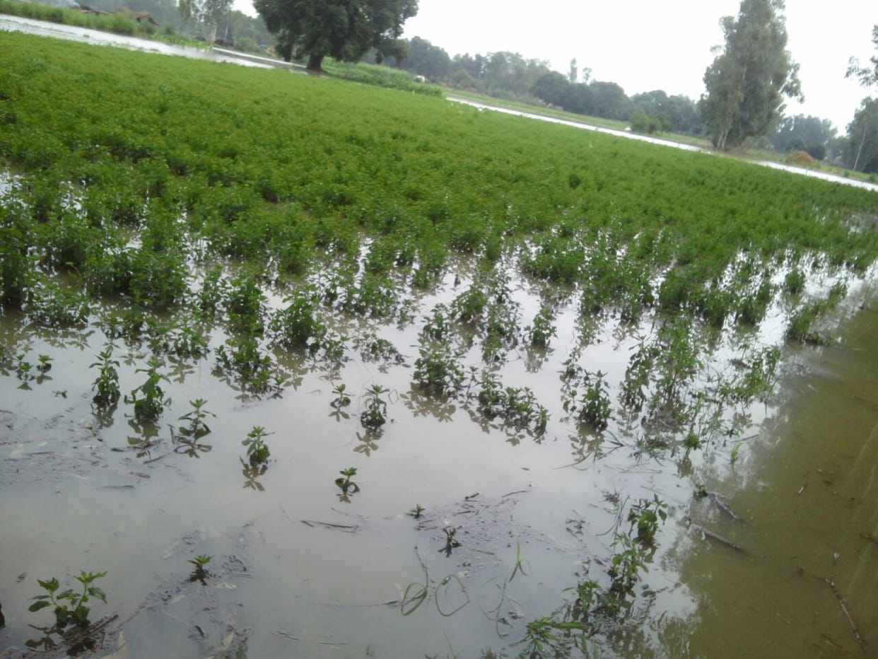 Minor cutting 300 acres of the crop was in deep
